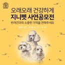 지니펫 이미지