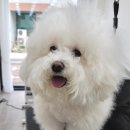 베스띠몽 이미지