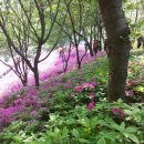 철쭉동산 이미지