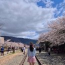 합성2동 자율방범대 앞 | 제 64회 진해군항제 경화역 여좌천 실시간 개화후기 주차꿀팁 먹거리 포토존 후기