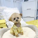 펍스 - 13212 | 펍스