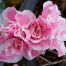 아젤리아 이미지