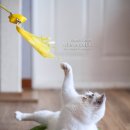 랙돌캐터리 이미지