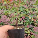 남천농장 이미지