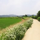 들길 따라서 이미지