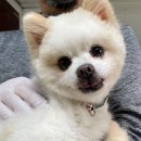 [공차/포메라니안/남아] 솜인형 같은 미모의 소유자, 공차🤍 이미지