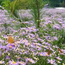 9/27(토)문경 봉천사 개미취꽃,예천 초간정원림,고모산성.오미자터널,오징어 화로구이 용궁시장맛탐여행 이미지