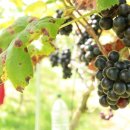 옹달샘꽃누름마을 이미지