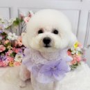 멍구르르 이미지