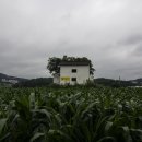 언덕위에하얀집 이미지