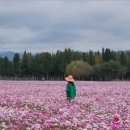 코스모스여화 이미지