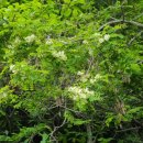 동구밖과수원길 이미지