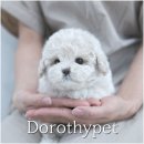 대구강아지분양 도로시펫 | 대구강아지분양 도로시펫 푸들, 뽀글뽀글 귀여움에 마음이 녹았어요