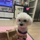 라지독스 | 🍀베리의 #라지독스 에스카비오 체험단 후기 🍀