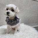 호수미용타운