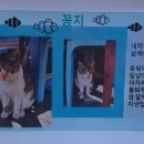 맛보래 이미지