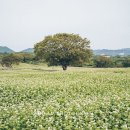 조천읍 와흘메밀마을 이미지