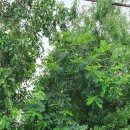 스타벅스 명지오션시티점 이미지