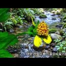 수류화개(水流花開)로다ㅡ도깨비바늘 꽃 이미지