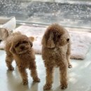 조아펫살롱 이미지