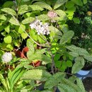 상수리나무(도토리나무) 무늬종&가을수국꽃 이미지