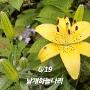 나리