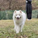 봉화강아지마을 이미지