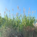 순천만습지 이미지