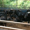 해든누리 흑염소농장 이미지