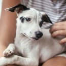 위즈동물메디컬센터 이미지