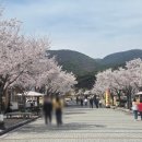 은해사 벚꽃길 이미지