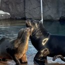 아쿠아리움 이미지