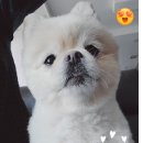 퍼피즌동물병원 이미지