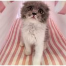 도그트랜드 이미지