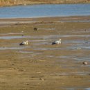 가락가락 이미지