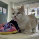 링크늘푸른동물병원 이미지