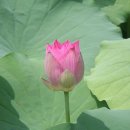 지구혼수방 이미지