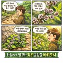 365라온누리치과의원 | 줄기마다 솜털 꽃이 달리는 야생식물 바위모시