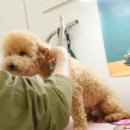 강아지 미용 이미지