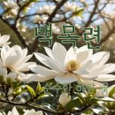 꽃피는나무