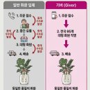 오룡농장 | 무안 하하정육점 그라데이션 호접란 배송 완료