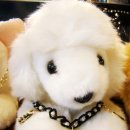 노블도그 이미지