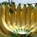 (주)제주로국제여행사 이미지