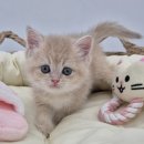 리햅케어경남판매점 | 창원 고양이 입양, 처음엔 그저 그랬는데 알수록 믿음직한 곳