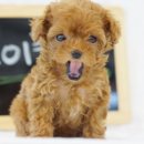 (주)아이토이 Daum카페