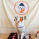 제주바개트 이미지