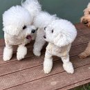 댕라이킷 이미지