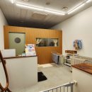 댕데이지 이미지