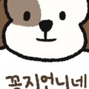 언니네 강아지 이미지