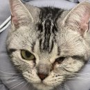 광교 우리들동물병원 이미지